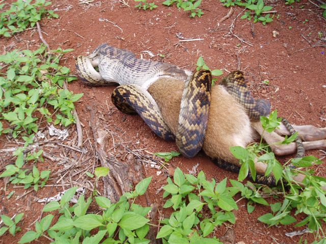 Python on its way swallowing half the kangroo