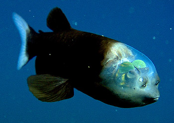 A Fish with a Transparent Head