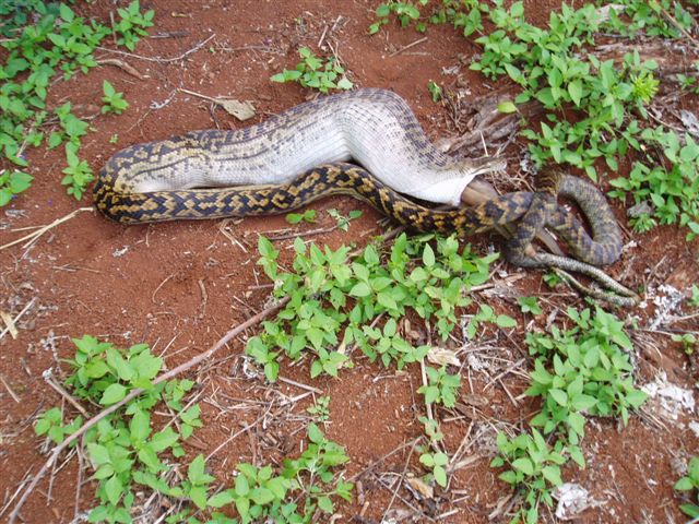 Python swallowed half the kangroo