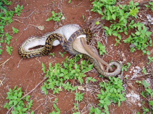 Python finishing his phase to swallow the kangroo