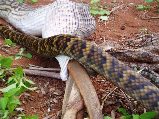 Python finishing his phase to swallow the kangroo with his last parts