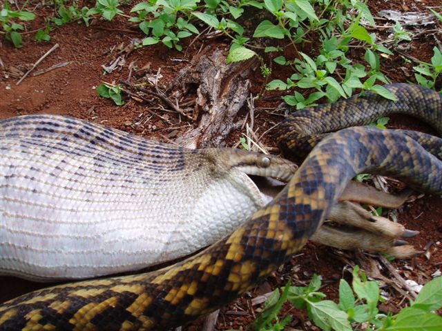 Python finished to swallow the kangroo