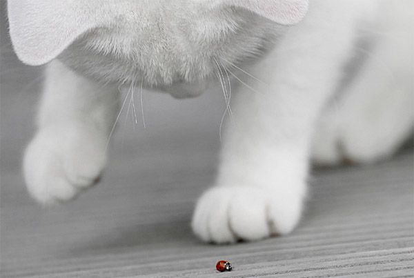 Ladybug and the cat  