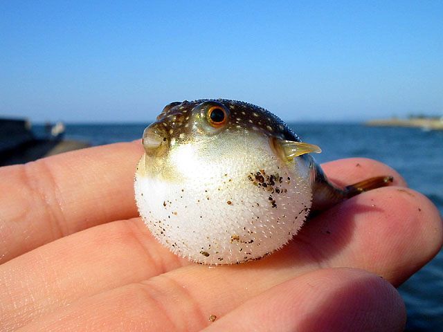 Tiny puffer fish