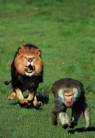 Lion chasing baboon