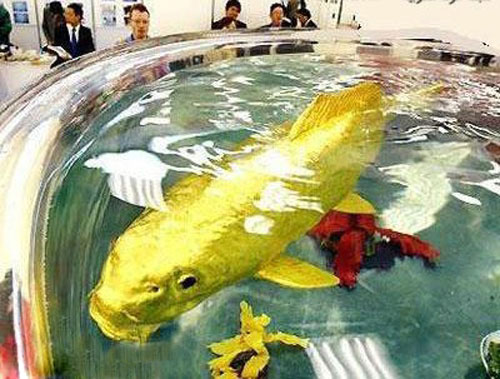A Real GoldFish [Truly Unbelievable]