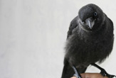 A smaller cousin of crows and ravens, the jackdaw