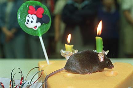 3. Cumulina the Mouse