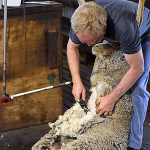 Golden Shears Sheep Shearing Festival