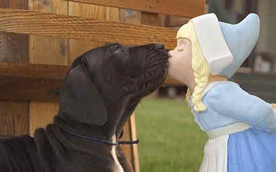 kissing-dog
