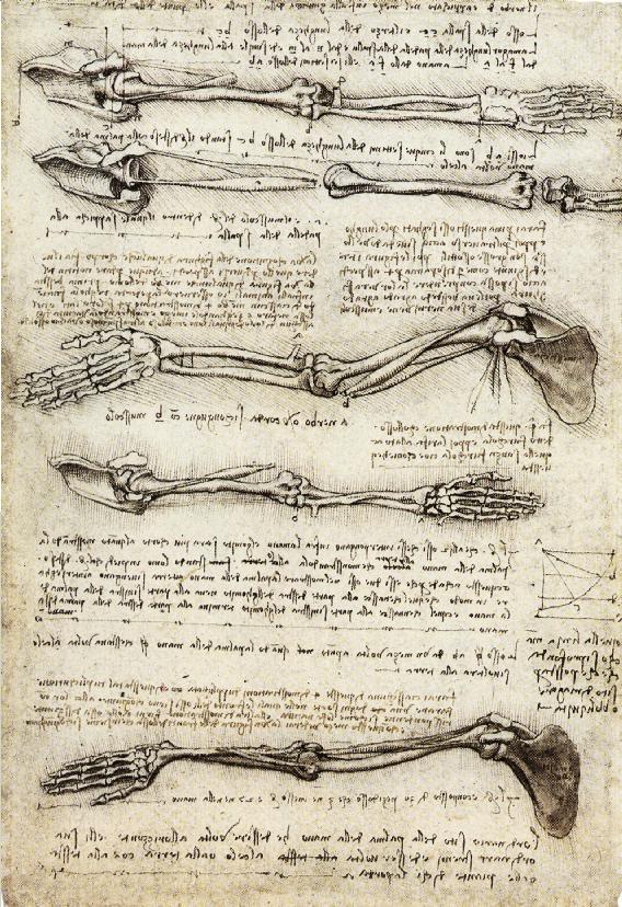 Studies of the Arm showing the Movements made by the Biceps, c. 1510