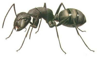 The Ant Philosophy