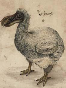 Uncovered: 350-year-old picture of dodo before it was extinct