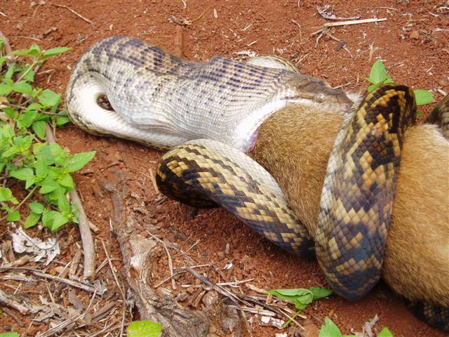Hungry Python .. swallowing a kangaroo!!